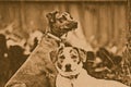 Lithograph Dogs Royalty Free Stock Photo