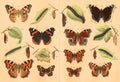 Lithography of butterflies Royalty Free Stock Photo