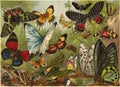 Lithography of butterflies Royalty Free Stock Photo