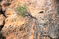 Little bush growing on a rock in the mountains Royalty Free Stock Photo