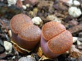 Lithops Royalty Free Stock Photo