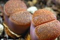 Lithops Royalty Free Stock Photo