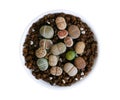 Lithops is a genus of succulent plants are often known as pebble plants or living stones in white cray pot isolated on white Royalty Free Stock Photo