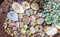 Lithops Living stone Royalty Free Stock Photo