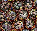 Lithops Royalty Free Stock Photo