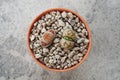 Lithops or living stones Royalty Free Stock Photo