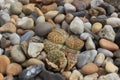 Lithops / living stones, succulent plant, GOthenburg botanical garden Royalty Free Stock Photo