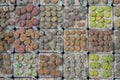 Lithops - living stones Royalty Free Stock Photo