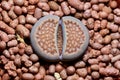 Lithops succulent or cactus Royalty Free Stock Photo