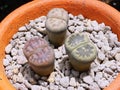 Lithops (Living stone), Cactus Royalty Free Stock Photo