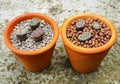 Lithops (Living stone), Cactus Royalty Free Stock Photo