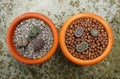 Lithops (Living stone), Cactus Royalty Free Stock Photo