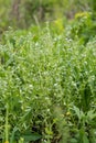 Lithospermum arvense, field gromwell, corn gromwell, or bastard alkanet to meadow in summer. Royalty Free Stock Photo