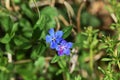 Lithospermum zollingeri Gentian blue gromwell flowers.