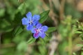 Lithospermum zollingeri Gentian blue gromwell flowers.