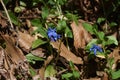 Lithospermum zollingeri Gentian blue gromwell flowers.