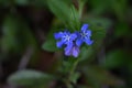 Lithospermum zollingeri Gentian blue gromwell flowers.