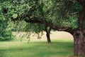 Lithuanian apple trees