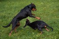 Lithuanian Hound Dogs Playing on the grass.