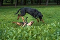 Lithuanian Hound Dogs Playing on the grass.