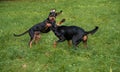 Lithuanian Hound Dogs Playing on the grass.