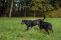 Lithuanian Hound Dogs Playing on the grass.