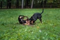 Lithuanian Hound Dogs Playng on the grass. Royalty Free Stock Photo