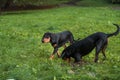 Lithuanian Hound Dogs Playng on the grass. Royalty Free Stock Photo
