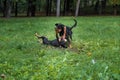 Lithuanian Hound Dogs Playng on the grass. Royalty Free Stock Photo