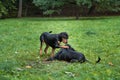 Lithuanian Hound Dogs Playng on the grass. Royalty Free Stock Photo