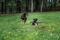 Lithuanian Hound Dogs Playng on the grass. Royalty Free Stock Photo