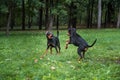 Lithuanian Hound Dogs Playng on the grass.