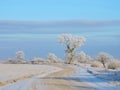 Lithuanian landscape in winter