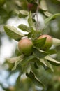 Lithuanian spring fresh apple tree