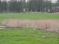 Lithuanian spring landscape