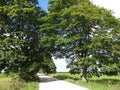 Lithuanian summer landscape