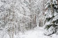 Lithuanian winter Royalty Free Stock Photo