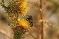 Lithurgus cornutus bee gathering nectar from clustered carline thistle in the field Royalty Free Stock Photo