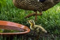 litle baby running duck drinks from a water bowl Royalty Free Stock Photo