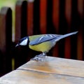 A litle bird Royalty Free Stock Photo