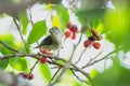 The litle bird eating in nature, the animal in wild Royalty Free Stock Photo