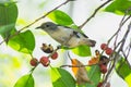 The litle bird eating in nature, the animal in wild Royalty Free Stock Photo