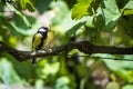 Litle bird Royalty Free Stock Photo