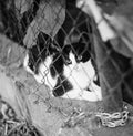 Litle cat in jail Royalty Free Stock Photo