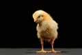 litle chick standing on the plate isolated black bacground