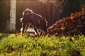 Litle dog sniffing at yard