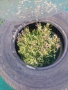 Litle Forest in Used Old Tire