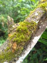 Litle plant on trunck in the state of Mato Grosso do Sul