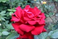 Litle rose bulgaria Royalty Free Stock Photo