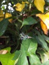 Litle spider trap